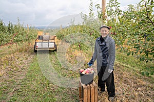 Old man gardener in black leather jacket and hat stands among his apple garden near the black bucket, harvesting apples