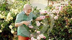 Old man gardening. Rose garden. Spring planting.