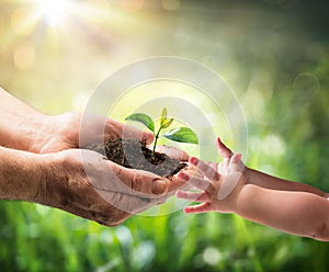 Viejo hombre dar joven planta sobre el ambiente proteccion 