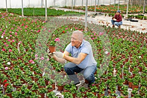 Old man grower sitting down and looking to the pot of geranium flower in greenhouse