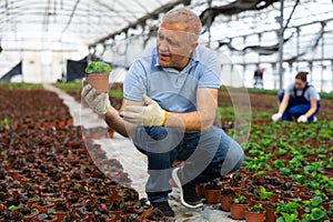 Old man grower sitting down and looking to the pot of peperomia in greenhouse