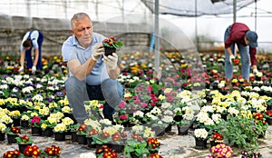 Old man grower sitting down and looking to the pot of primrose flower in greenhouse