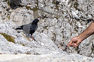 Old man hand feeding a wild croak black bird in dolomites mountains