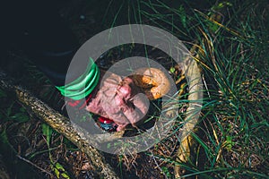 Old man hand picking a bloody milk cap mushroom photo