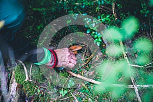 Old man hand picking a bloody milk cap mushroom photo