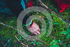 Old man hand picking a bloody milk cap mushroom photo