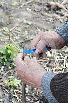 Old Man Hands Grafting Fruit Tree. Step by Step. Grafting Trees - How to Graft a Tree.