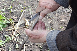 Old Man Hands Grafting Fruit Trees Step by Step.
