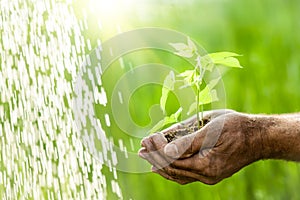 Old man hands holding a green young plant