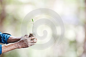 Old man hands holding green young plant ,with clipping path.