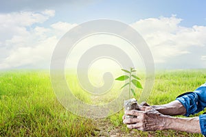 Old man hands holding green young plant with green grass sky ba