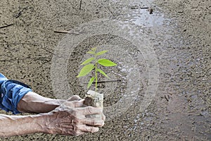 Old man hands holding green young plant with Land dry and cracked ground.