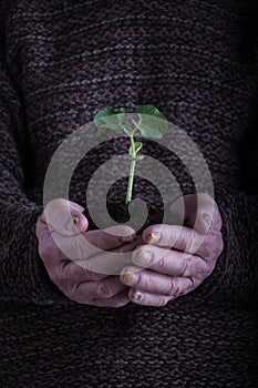 An old man hands holding a green young plant over dark sweater. Symbol of spring and environment concept