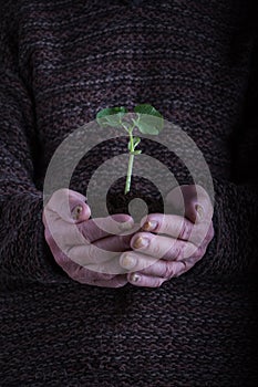 An old man hands holding a green young plant over dark sweater. Symbol of spring and environment concept