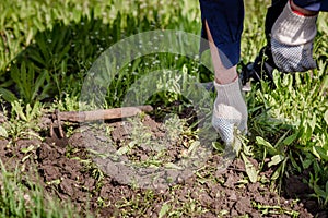 Old man hands uprooting weeds in his garden