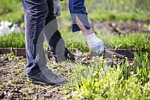 old man hands uprooting weeds in his garden