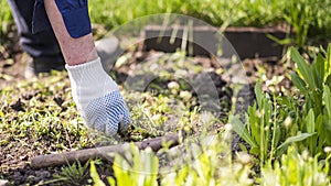 old man hands uprooting weeds in his garden