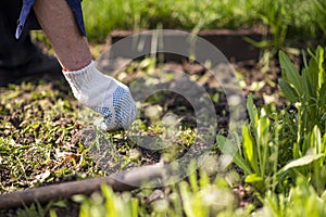 old man hands uprooting weeds in his garden