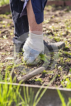 old man hands uprooting weeds in his garden