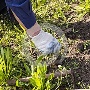 old man hands uprooting weeds in his garden