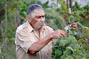 Old man harvesting and eating raspberry in a garden