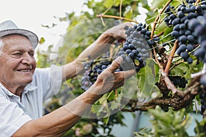 Old man harvesting grapes in the vineyard