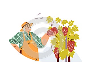 Old man in hat care about vineyard flat style, vector illustration