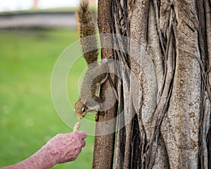 Old man head feed peanut to brown squirrel