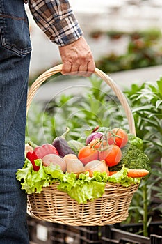 Old man with healthy food in greenhouse