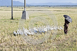 Old man herding geese