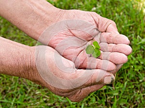 The old man holding a clover leaf