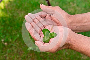 The old man holding a clover leaf