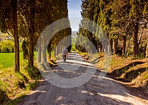 An old man holding flowers, walking down a country road lined with trees