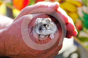 Old man holding the hamster.