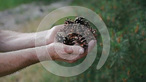 Old man holds a pine cone in the old wrinkled hands