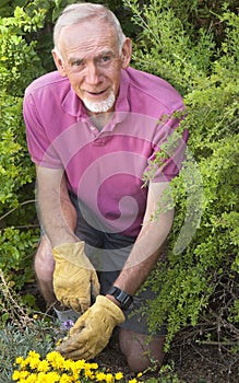 Old man kneeling in flower bed