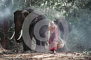 Old man mahout Raising elephants in the forest