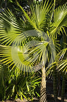 Old man palm (coccothrinax crinita), growing is a sunny spot, is native to Cuba photo