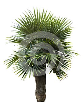 Old man palm tree isolated