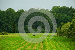 old man peasant, working cornfield near green forest,  rural village photo