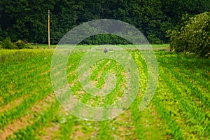 old man peasant, working cornfield near green forest,  rural village photo