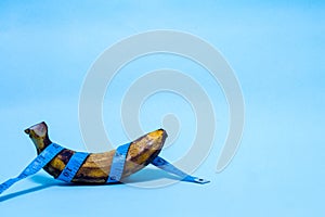 Old man penis concept - over ripe banana with blue measurement tape wrapped around - isolated on a blue background