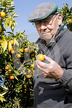 Old man picking fruit