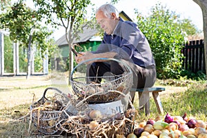 Old man picking onion harvest from vegetable garden in village