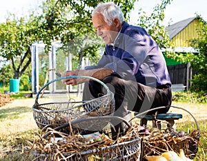 Old man picking onion harvest from vegetable garden in village