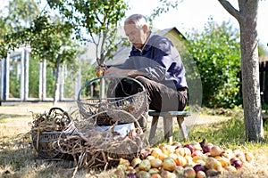 Old man picking onion harvest from vegetable garden in village