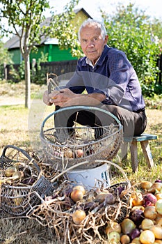 Old man picking onion harvest from vegetable garden in village