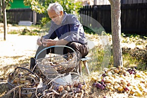 Old man picking onion harvest from vegetable garden in village