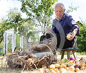 Old man picking onion harvest from vegetable garden in village