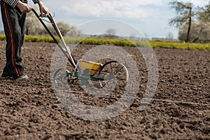 An old man pushes a manual seeder for a beet in front of him. Agriculture, farming, beetroot, vegetable garden